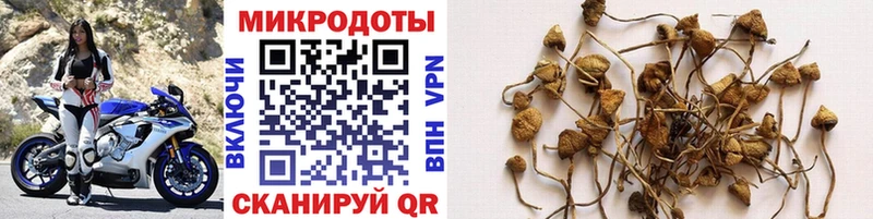 Псилоцибиновые грибы Psilocybe  закладки  Ржев 